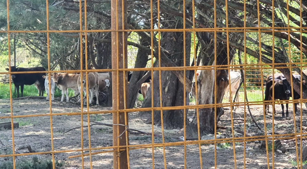 U Tivtu uhvaćeno dvadesetak grla poludivljih goveda