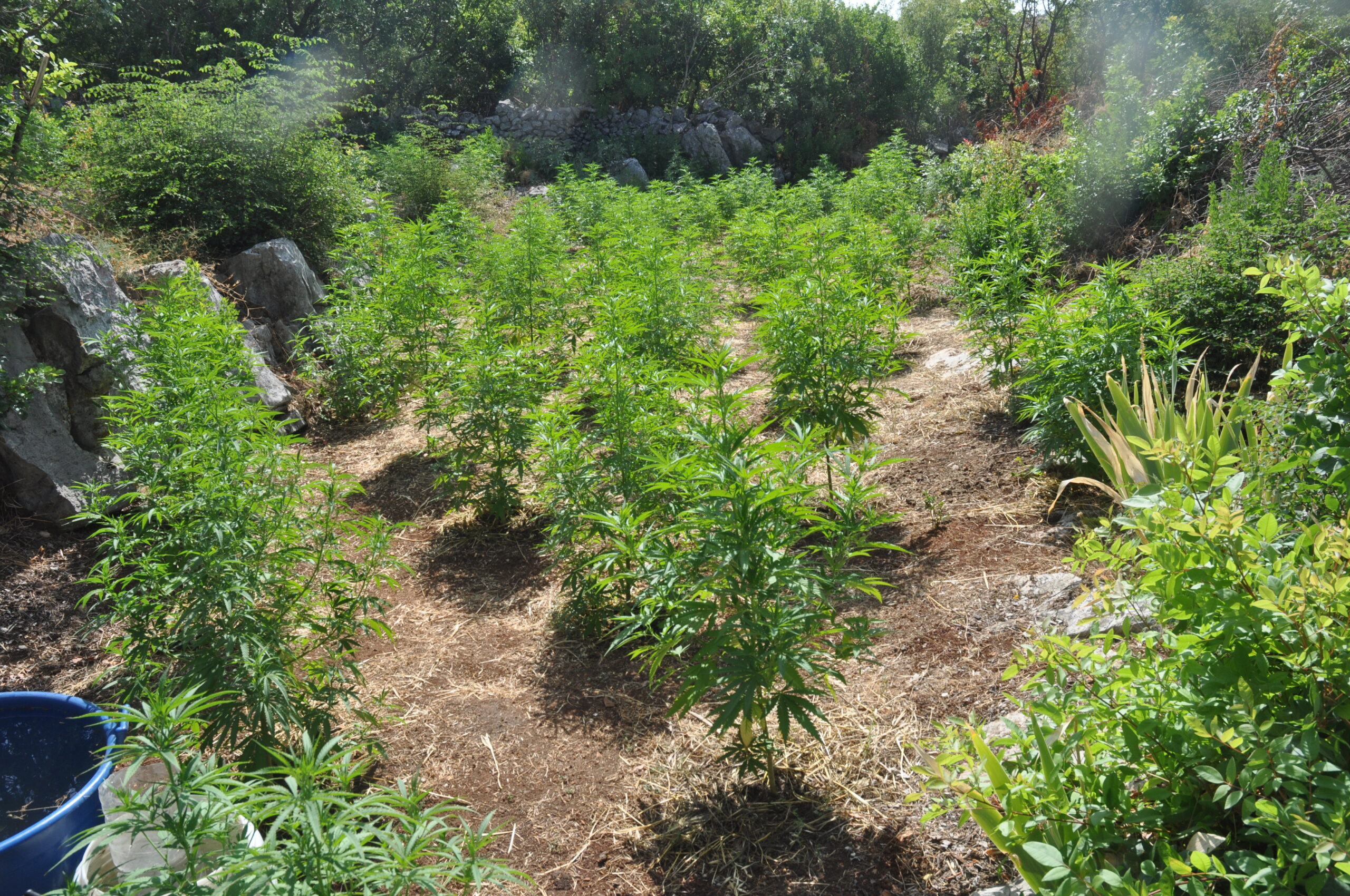 (FOTO/VIDEO) Pronađeno 120 stabljika marihuane, uhapšen Podgoričanin
