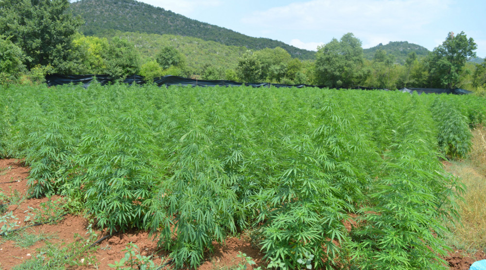 Osumnjičeni za plantaže marihuane na slobodi