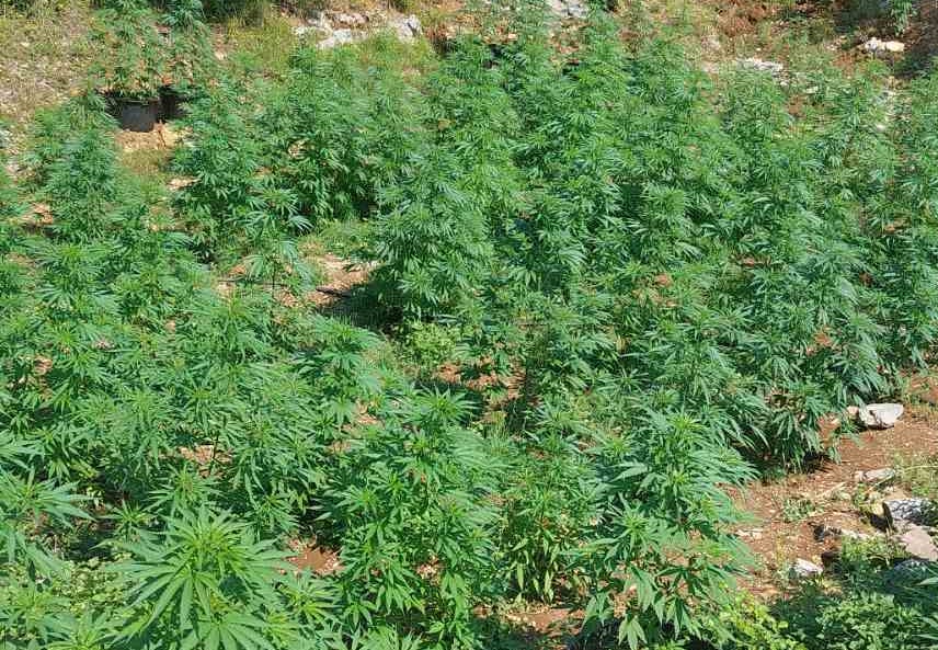 Policija u Cijevni Zatrijebačkoj otkrila parcele na kojima se uzgajala marihuna, dvije osobe uhapšene