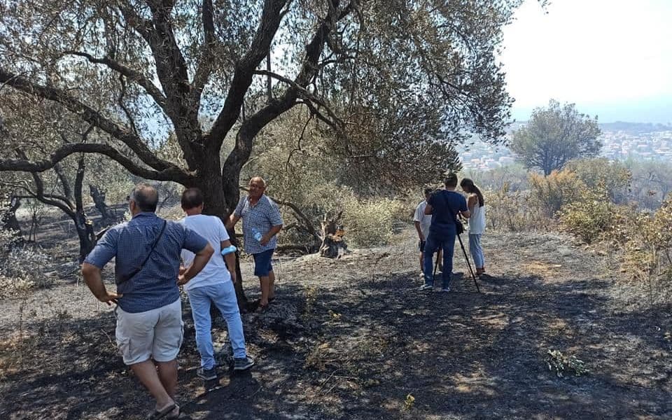 FOTO: Vatrena stihija uništila stotine stabala maslina