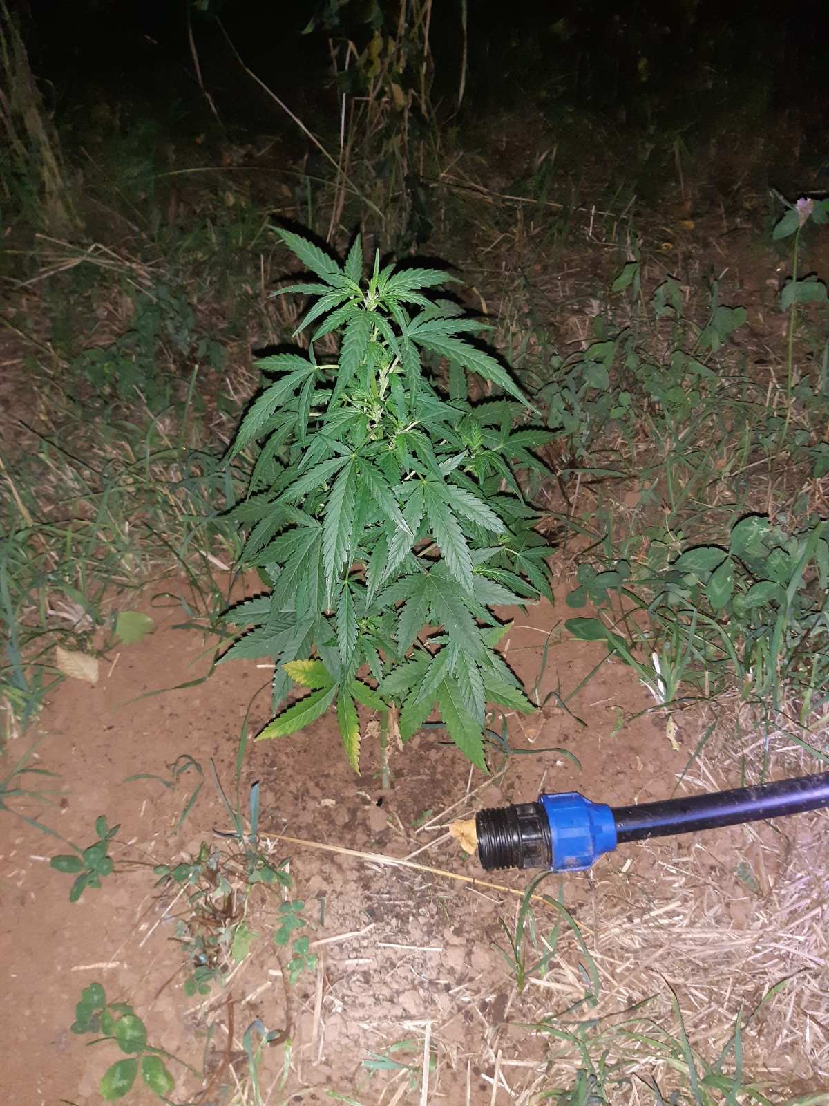U Pljevljima otkrivena plantaža marihuane