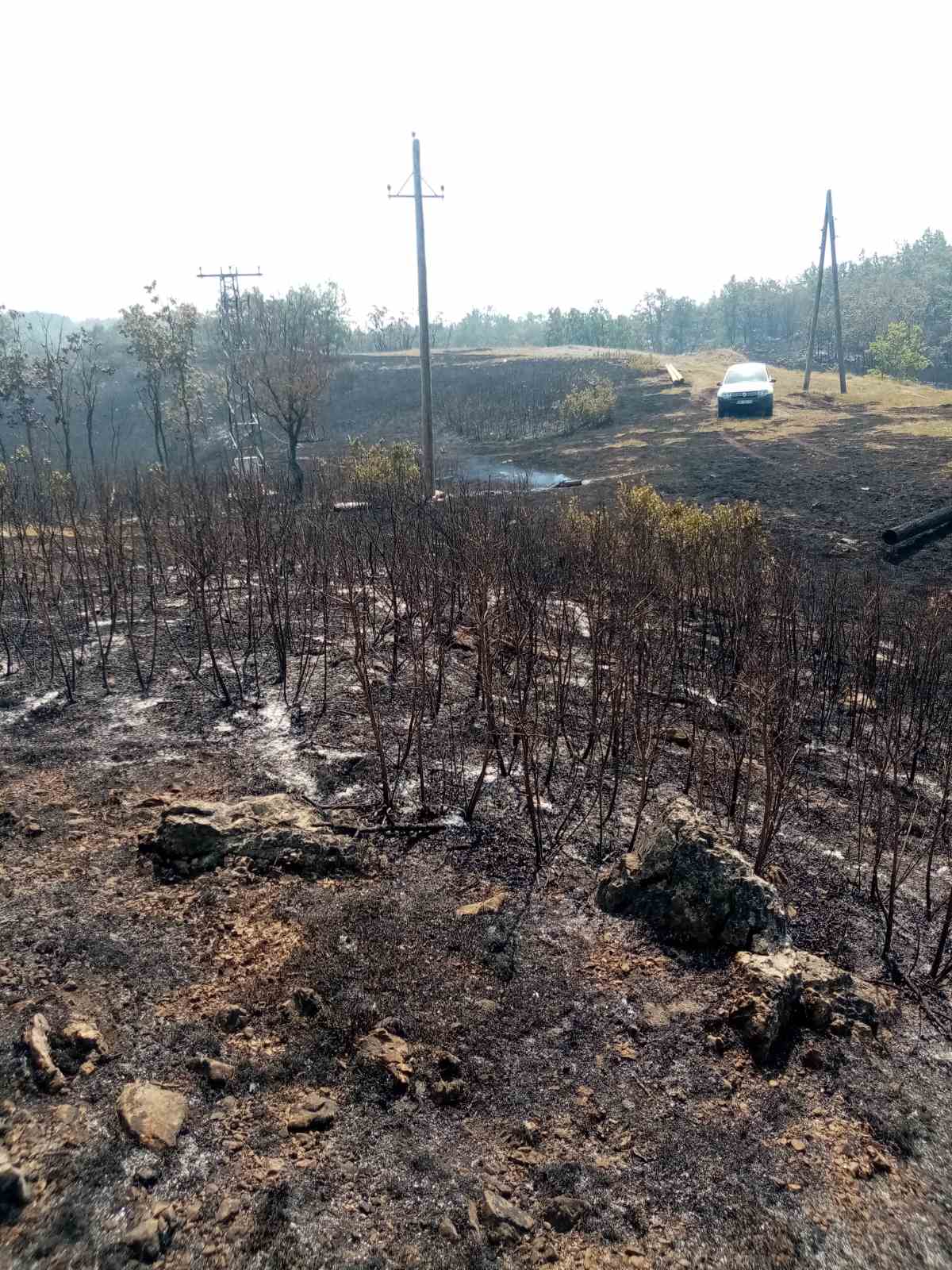 Vatra godišnje uništi blizu 100 kvadratnih kilometara šuma