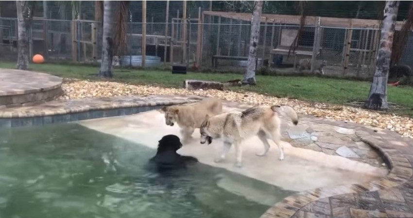 Dobri drugari: Ovako izgleda kada se tri opasne zvjeri igraju kao mala djeca