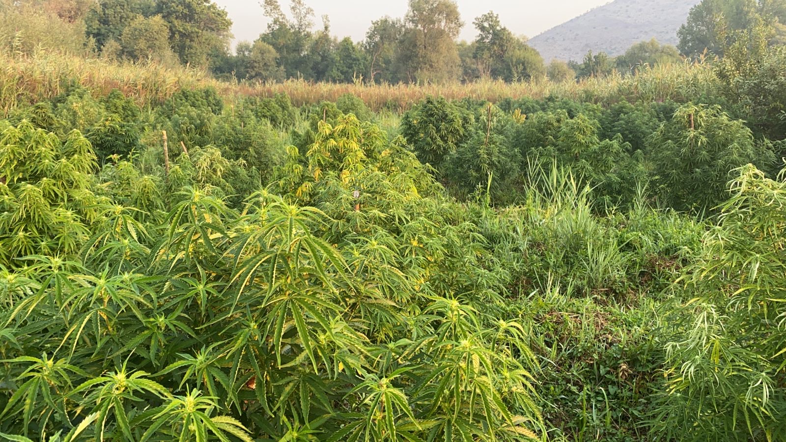 Otkrivena još jedna plantaža marihuane, uhapšene tri osobe