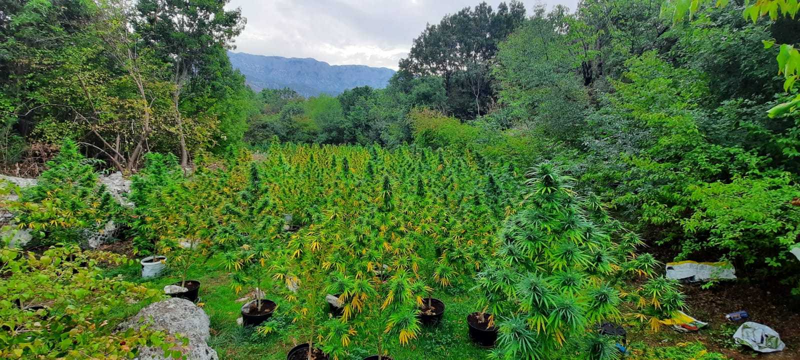 Na Bogetićima otkrivena dva zasada marihuane