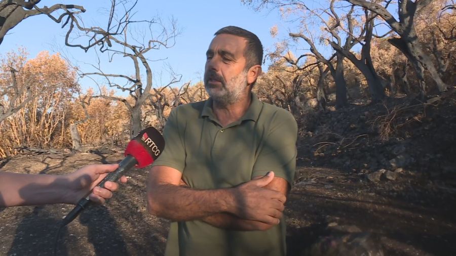 Alković: Uništeno 749 stabala, bez uticaja na prinos maslina