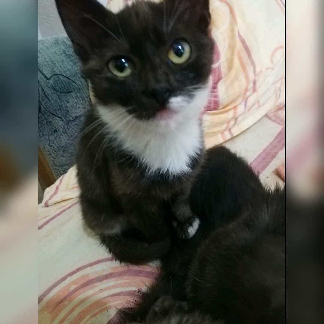 FOTO: NVO sPas poziva Bratić da udomi mačke za svaki resor