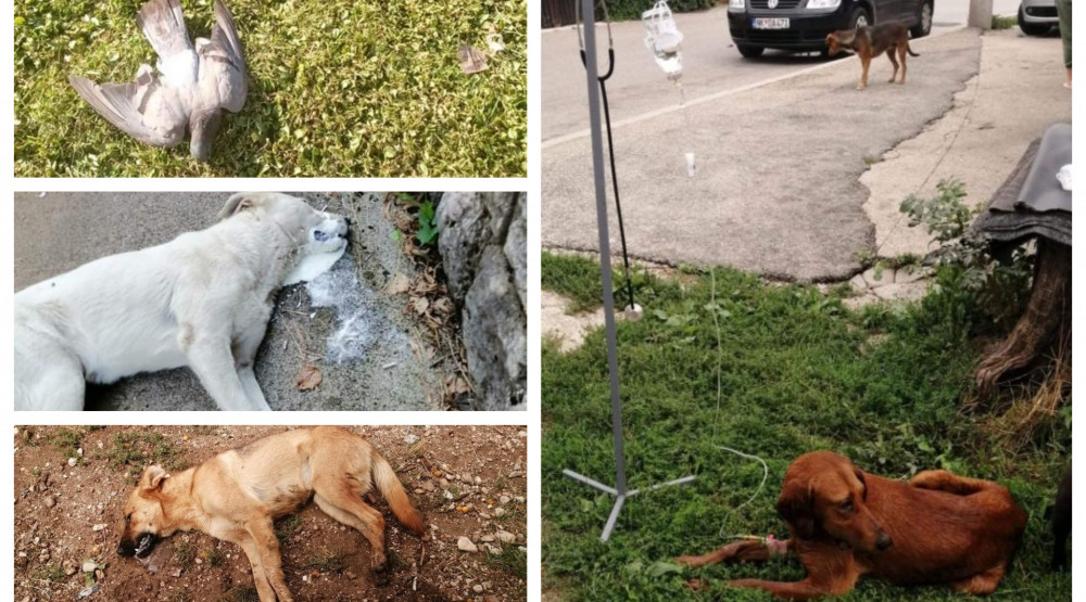 Otrov pobacan svuda po Nikšiću, psi umiru u mukama, građani očajni