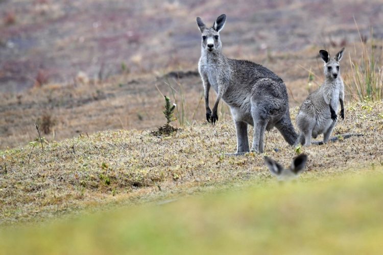 U Australiji podignuta optužnica protiv dvojice tinejdžera za ubistvo 14 kengura