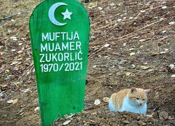 Mačak preminulog muftije Zukorlića ne ide od njegovog groba ni po najvećoj kiši