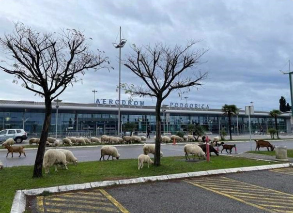 Možda su Aerodromi u minusu, ali su im ovce na broju
