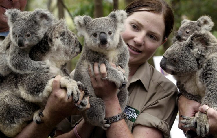 Za zaštitu staništa koala, Australija ulaže dodatnih 50 miliona dolara