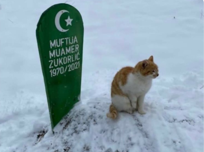 Mačak se ne miče od mezara muftije Zukorlića ni nakon dva mjeseca