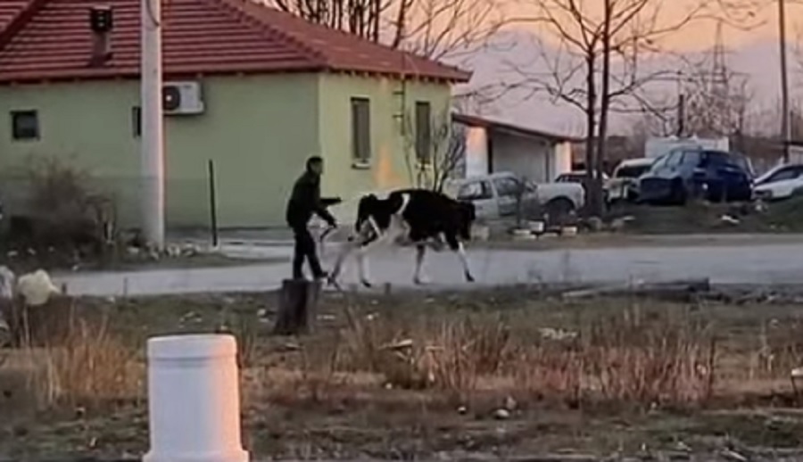 Uznemirujuće: Novi slučaj zlostavljanja životinje u Podgorici