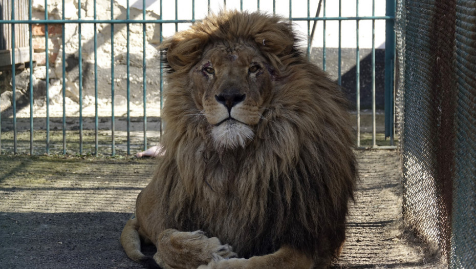 Lav Simba i vuk Akila evakuisani iz ratom razorene Ukrajine