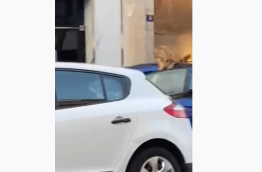 VIDEO: Šljivančanin se parkirala nasred bulevara da bi razgledala izloge