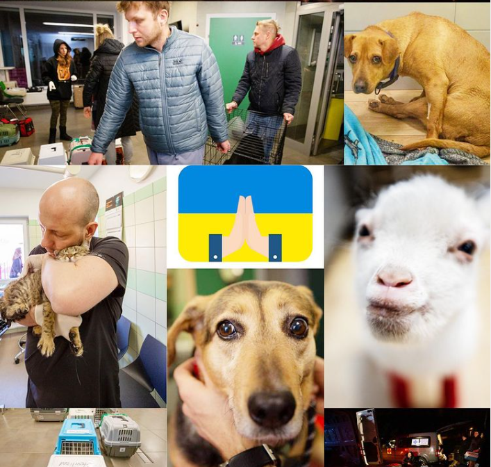 VIDEO: Poljski veterinar spasio 260 napuštenih životinja iz ukrajinske ratne zone