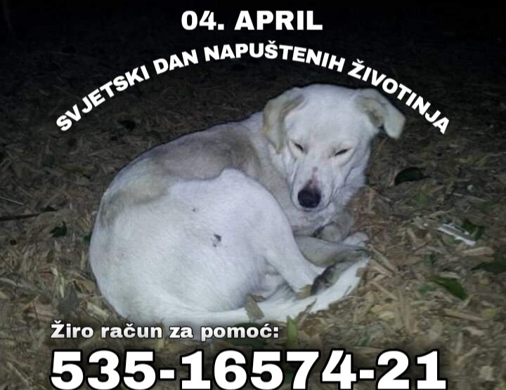 Poziv za humanitarnu akciju – Od srca za šapice