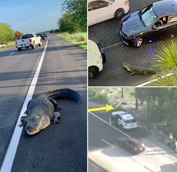 Aligator blokirao saobraćaj i izazvao priličnu gužvu, svi se paralisali (FOTO)