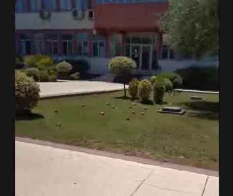 (VIDEO) Radnici Plantaža bacili poklonjeno voće ispred Uprave: “Da vidite breskvu što sam dobio za Bajram, evo im je na livadu”