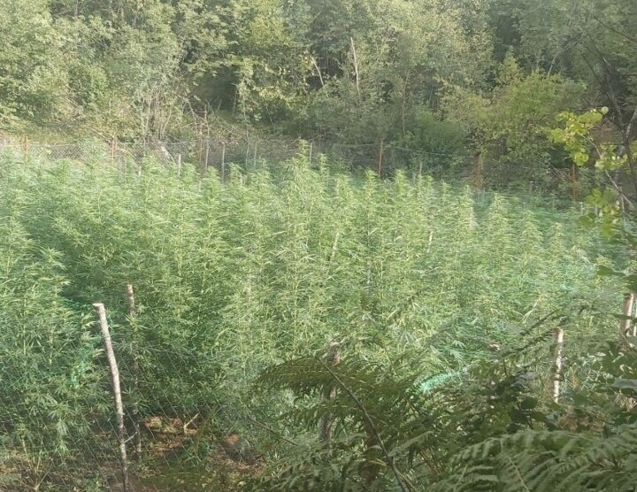 Otkrivena plantaža marihune, uhapšena jedna osoba
