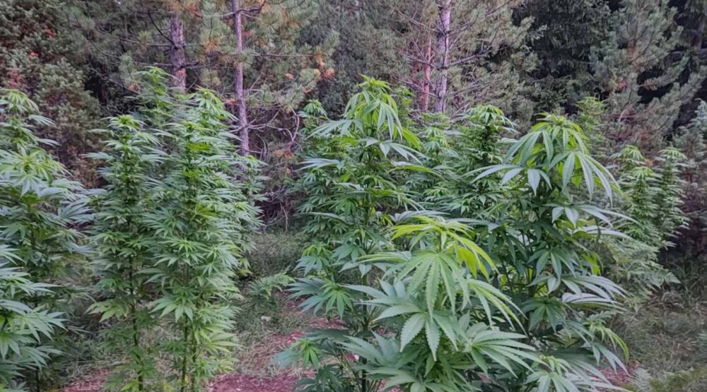 Pronađena plantaža marihuane u Pljevljima, uhapšen državljanin Slovenije