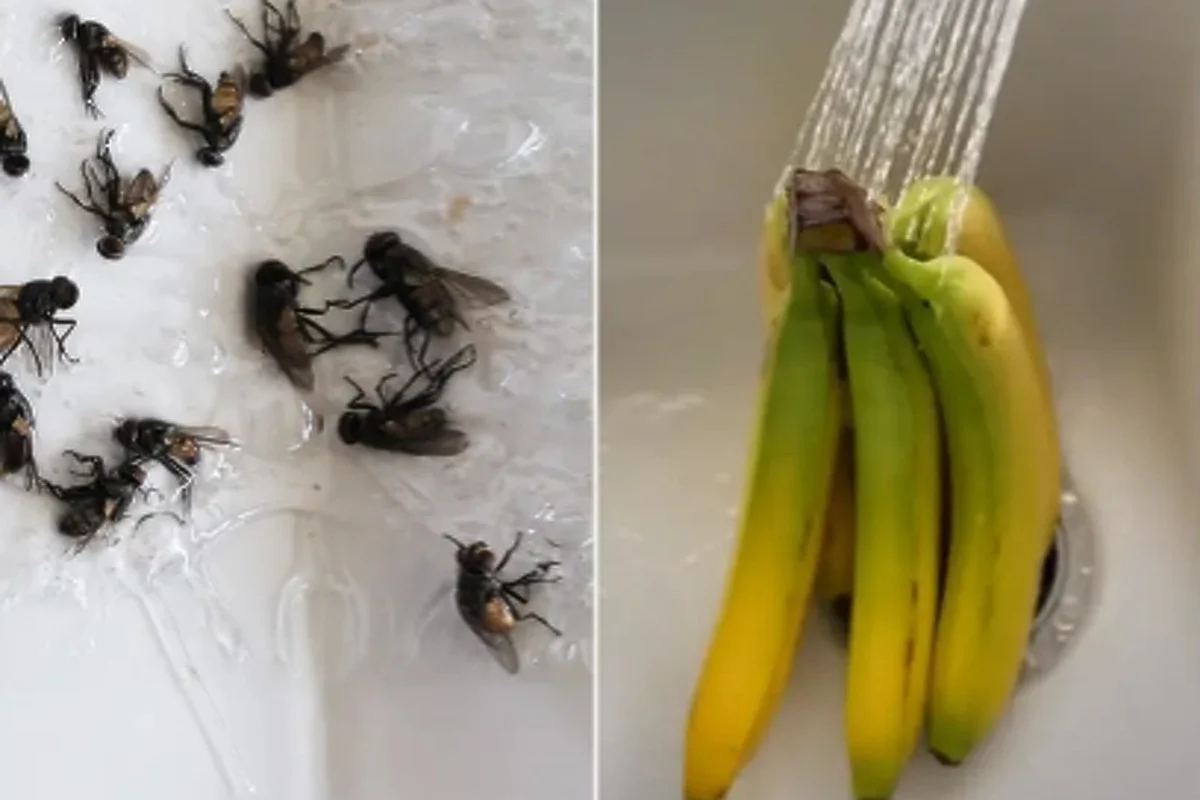 Pomoću jednostavnog trika riješite se dosadnih mušica na voću
