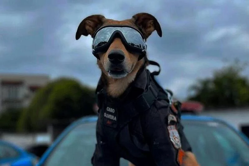 Pas brazilske policije postao internet senzacija