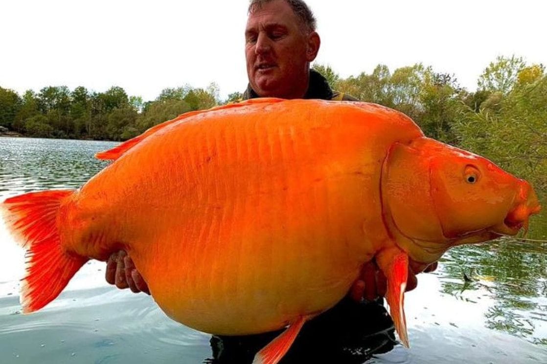Ulovio 30 kilograma tešku zlatnu “ribicu”