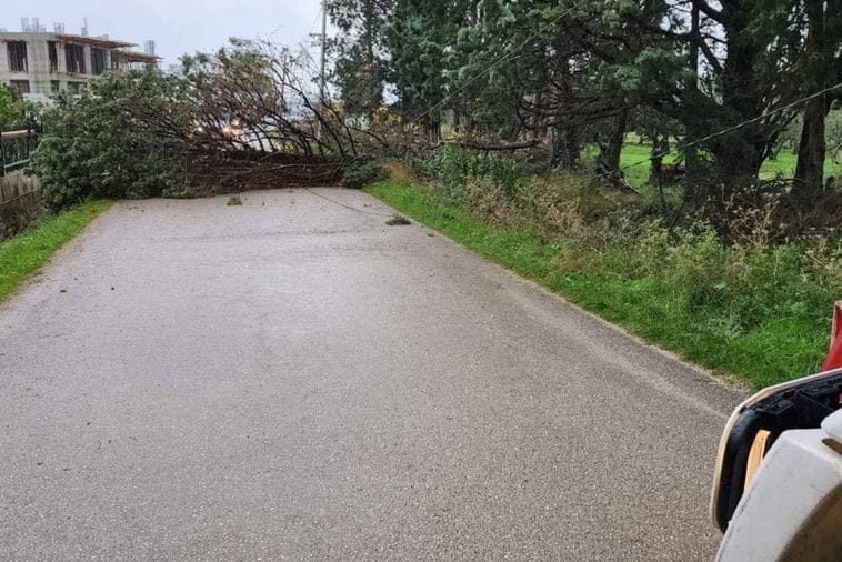 Nevrijeme u Ulcinju, zbog jakog vjetra padalo drveće, intervenisali vatrogasci