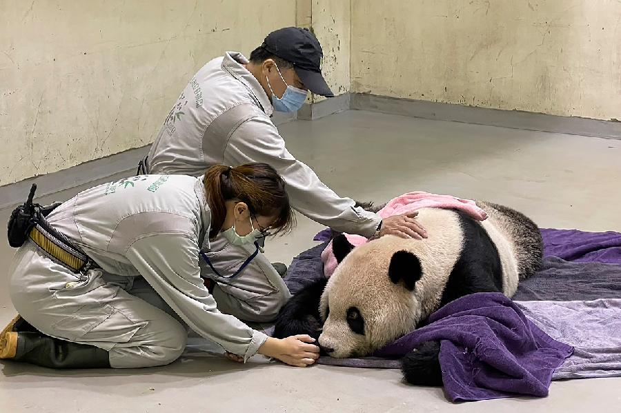 Uginuo Tuan Tuan, panda koga je Kina poklonila Tajvanu