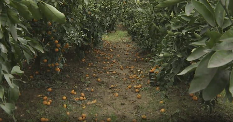 Uvoz uništio više od 100 tona domaćih agruma