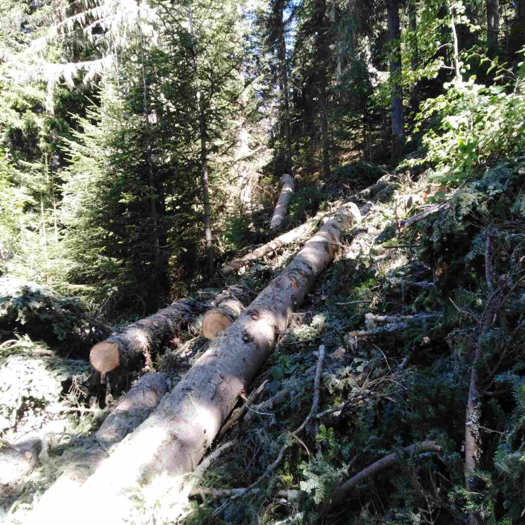 Opštinama na sjeveru od šuma mrvice, koncesionarima puni džepovi