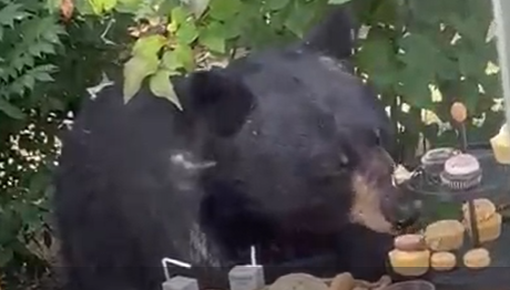 Medvjed upao na rođendansku zabavu dvogodišnjaka i pojeo kolače (VIDEO)
