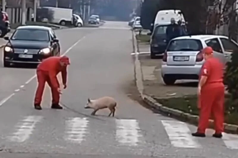 Prase trčalo ulicama Beograda, mesari ga pokušali uhvatiti: Zaslužio pomilovanje