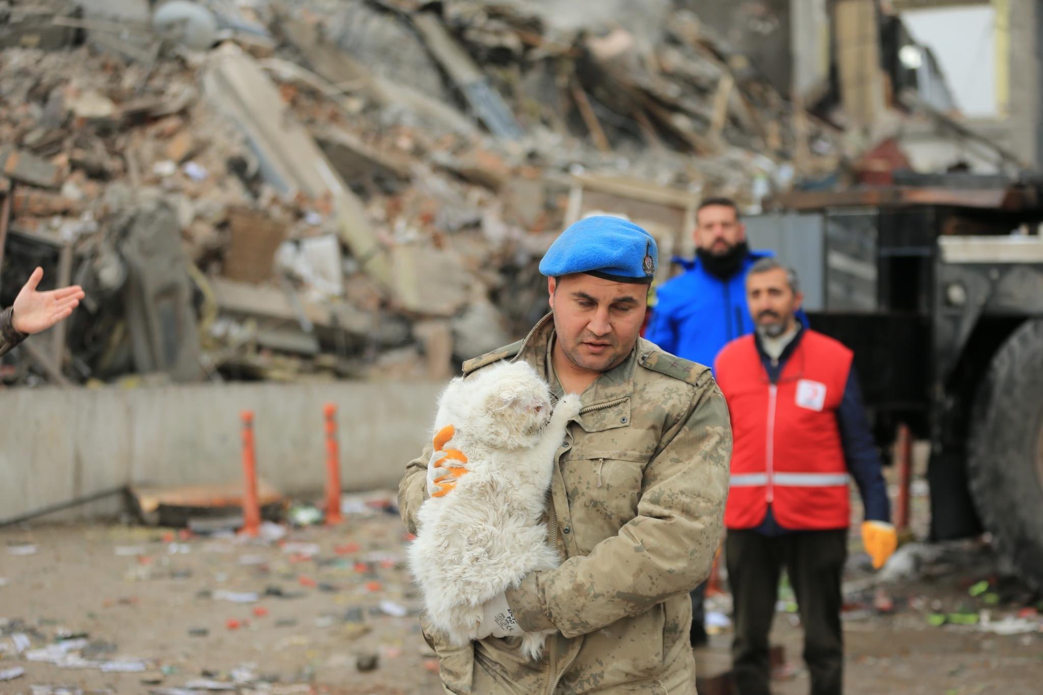 Dirljive fotografije mačke koja je spašena nakon potresa: Humanost i u najtežim trenucima