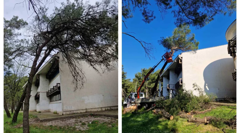 Posječena stabla oko škole Štampar Makarije, direktor kaže da je razlog vlaga i da će zasaditi novi drvored