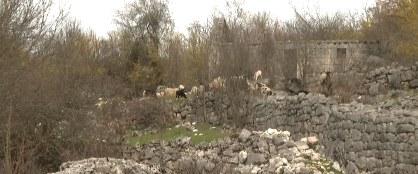 Banjani: Stočari nemoćni protiv medvjeda