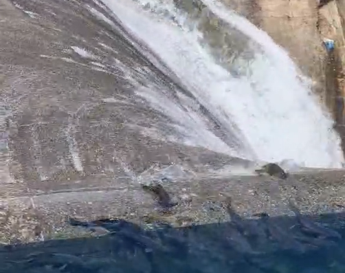 (VIDEO) Pogledajte kako strada riblji fond nikšićkih jezera