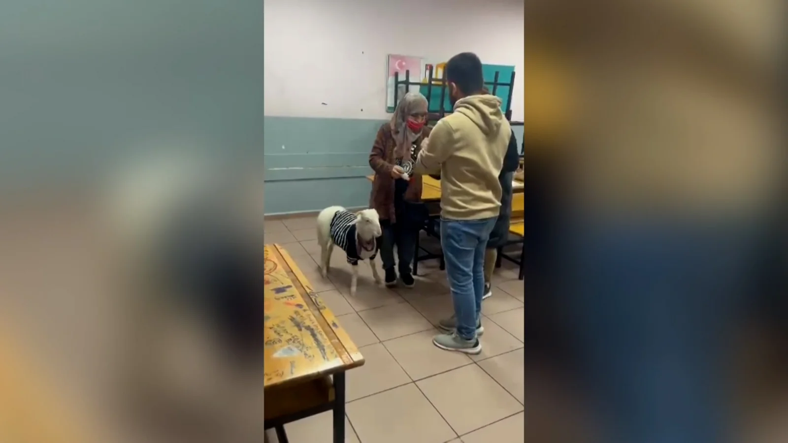 VIDEO Istanbul: Na glasanje povela jagnje