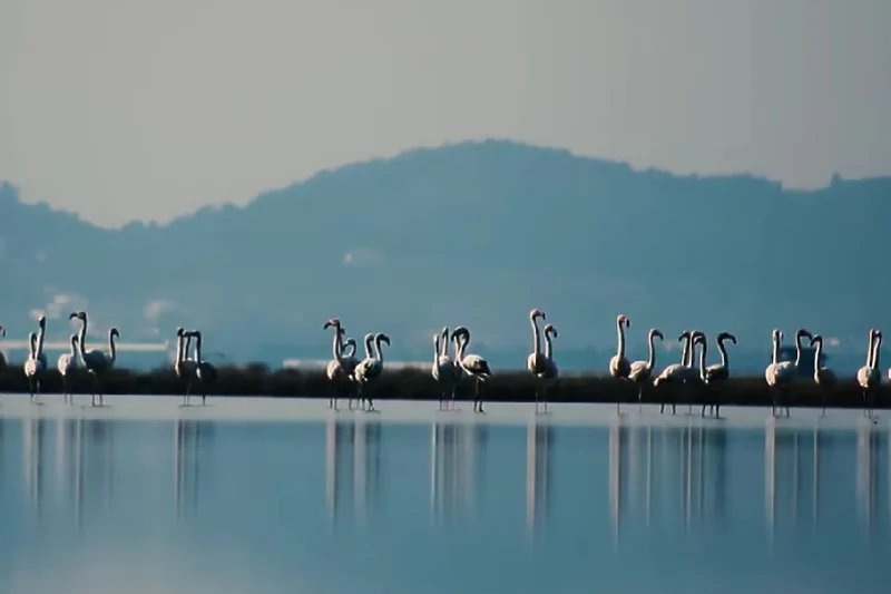 Jeste li znali da u Crnoj Gori možete vidjeti flamingose?