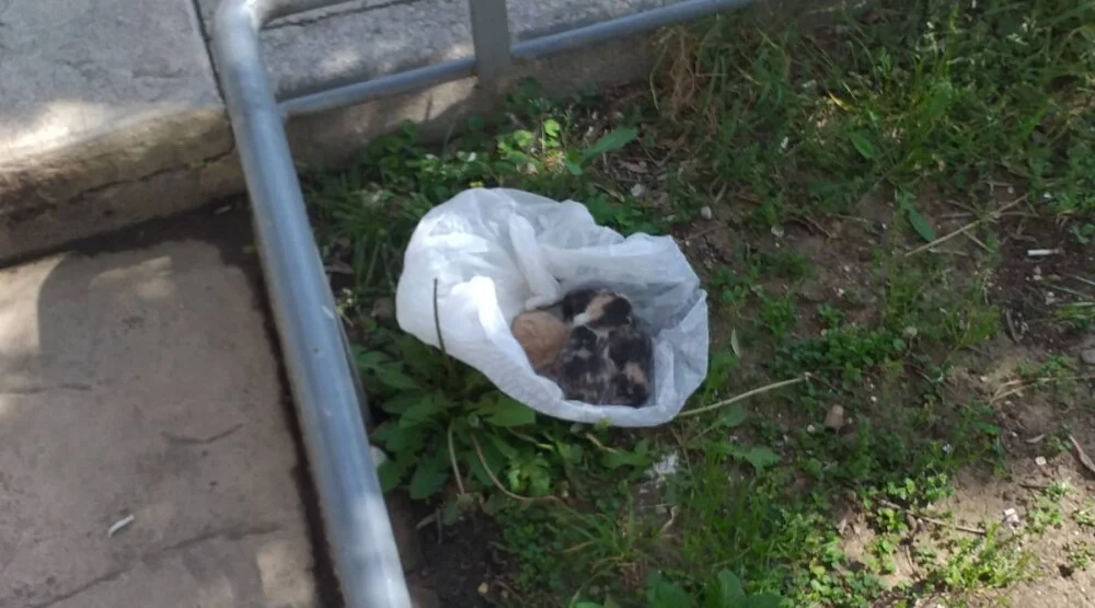 Podgorica: U plastičnoj kesi ostavljeno leglo štenaca; Čistoća da hitno reaguje