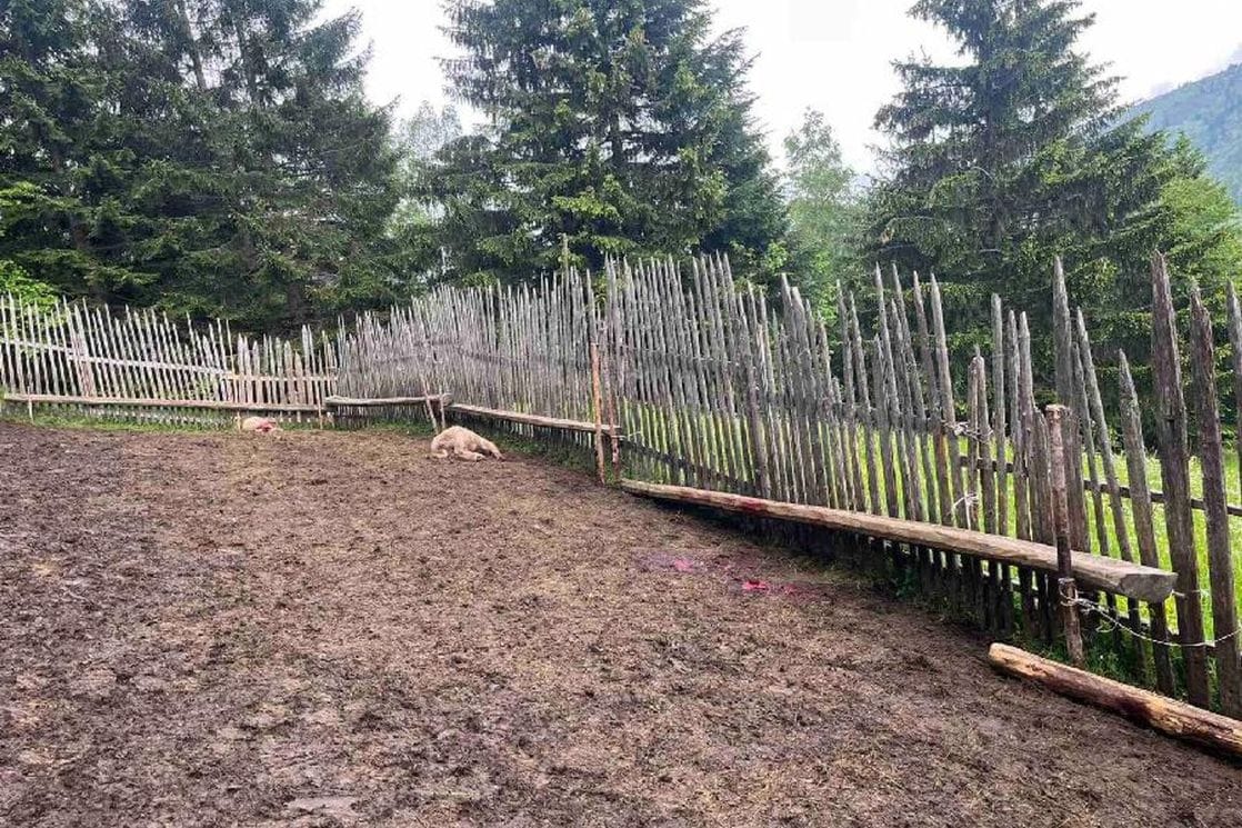 Petnjica: Vukovi ubili osam jagnjadi