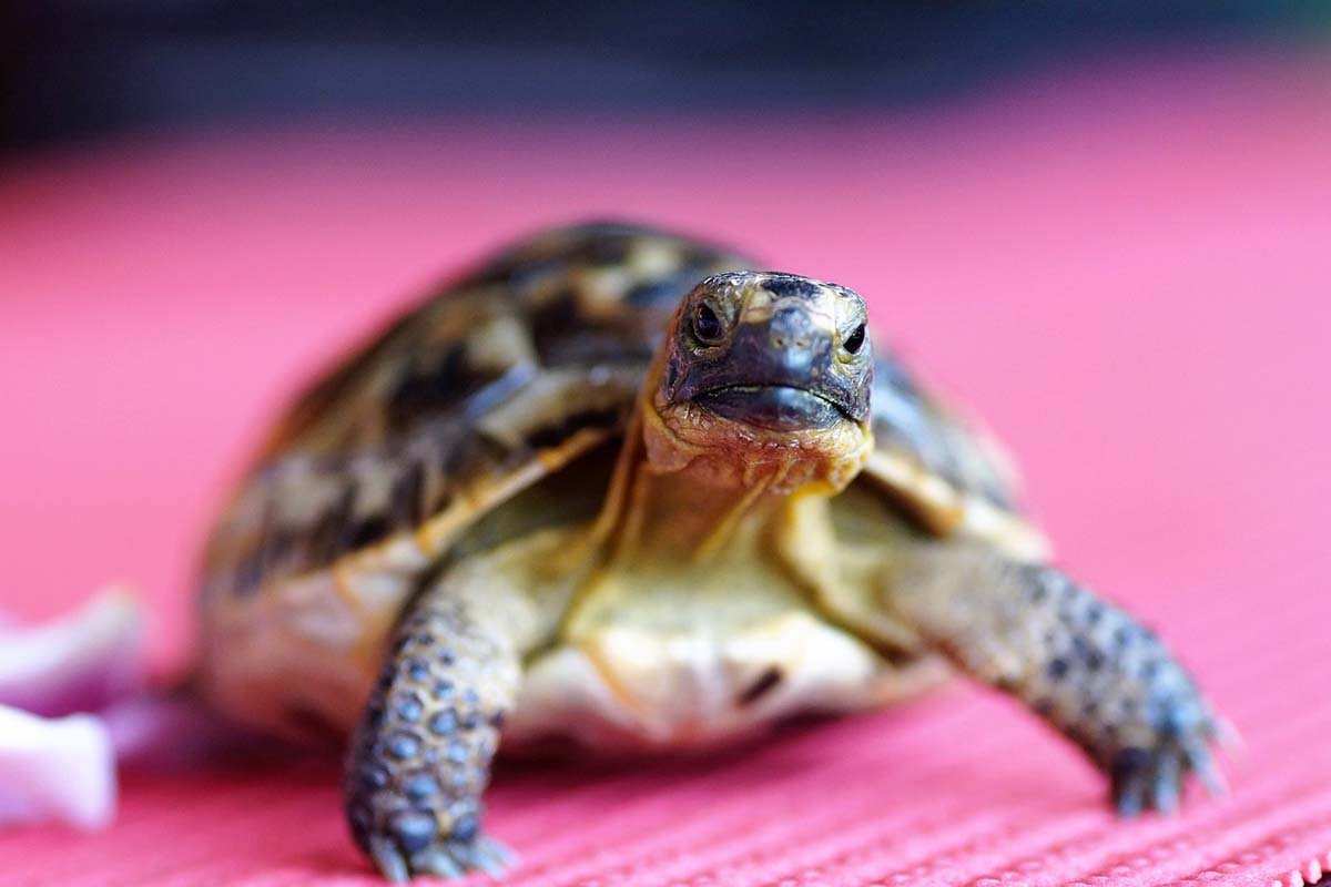 Pobjegla joj kornjača, našla je na drugom kraju grada