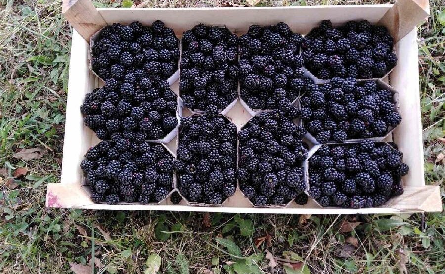 Proizvođači ogorčeni: Organsko voće se prodaje i miješa sa hemijski tretiranim