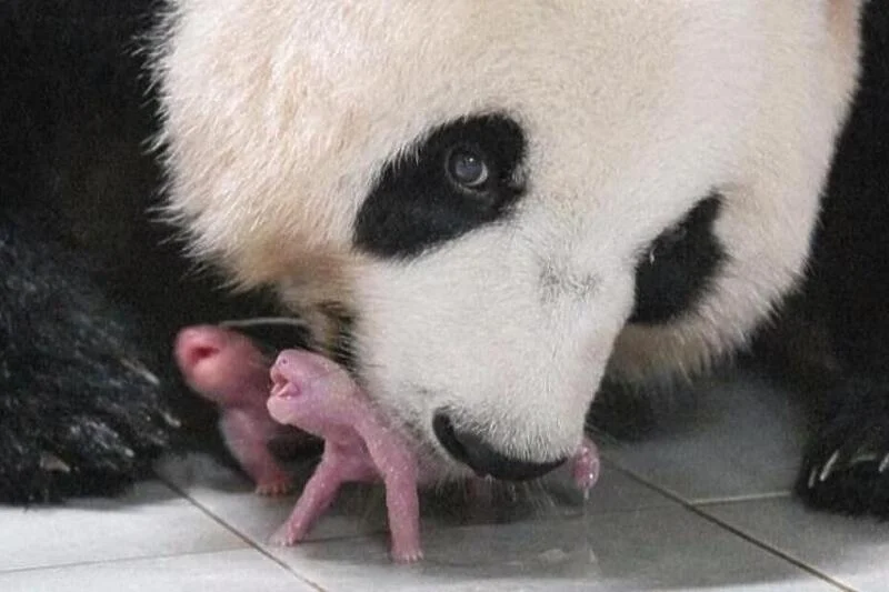 Južna Koreja dobila prve blizance pande