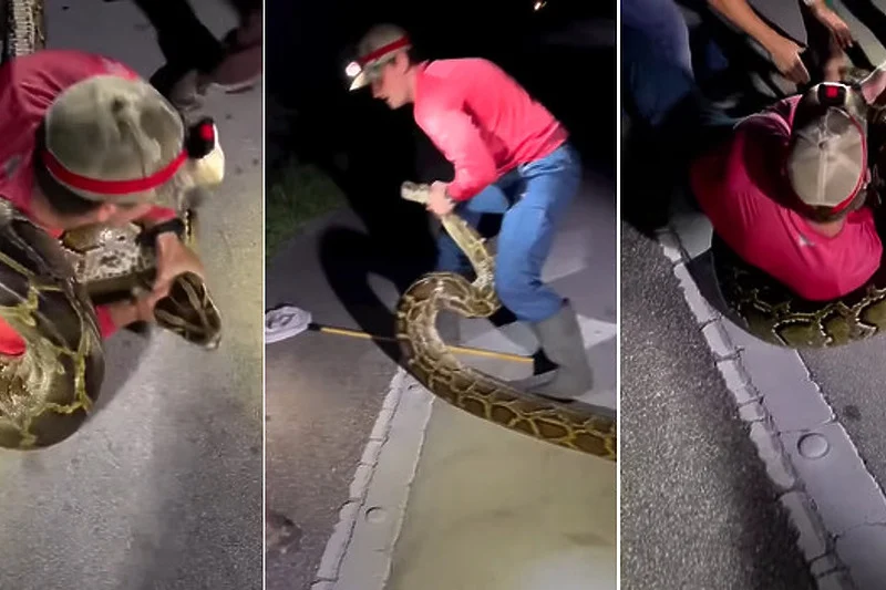 Uhvaćen najveći burmanski piton, dug je više od pet metara i težak 56 kg