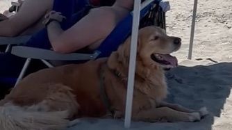 Retriver “napustio” vlasnike na plaži jer su zaboravili ponijeti suncobran (VIDEO)