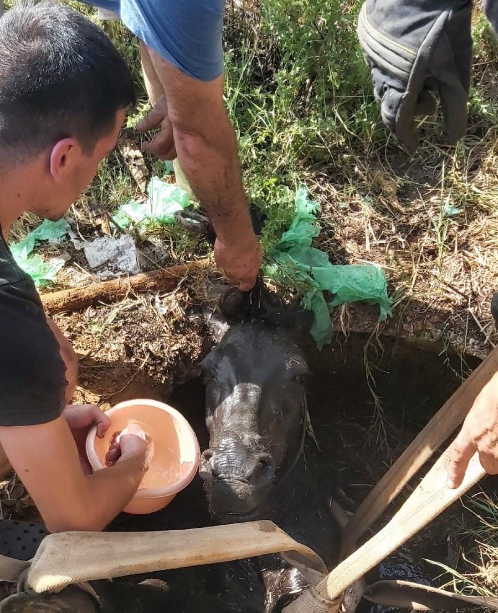 Uspješna akcija vatrogasaca: Konja bezbjedno izvukli iz septičke jame